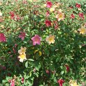 R_chinensis 'Mutabilis' CM11